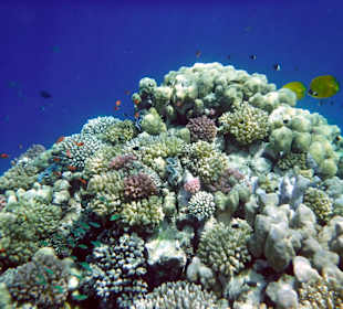 Rwelt Riff Rohanou Beach Resort