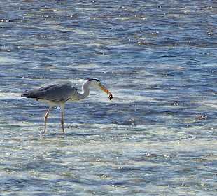 Wir sahen mehrere hungrige Reiher....