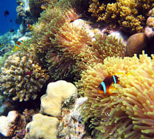 Anemone City am Hausriff Lahami