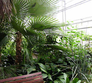 Palmenhaus