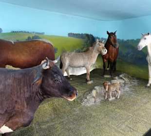 Abteilung "Haustiere" im Haus der Natur