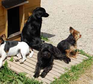 Ein tolles Hundeleben