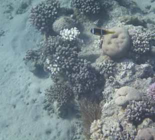 Schnorcheln Makadi Bay