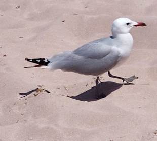 Strandchef