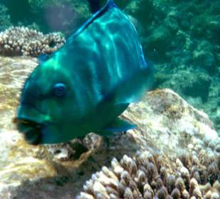 Mein Lieblingsmotiv! Papageifisch