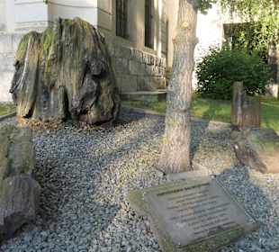 Millionen Jahre alte versteinerte Baumstämme