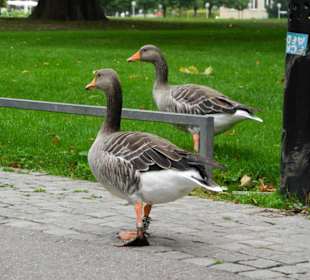 Gänse sind auch gerne hier