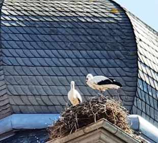 Drei Storchennester am Turm