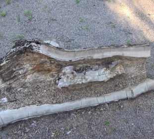 Real Jardín Botánico de Madrid