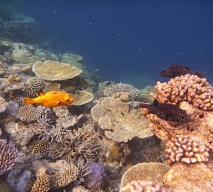 Familientreffen der Kugelfische