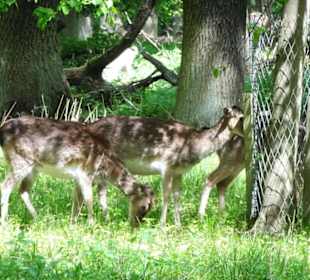 Spaziergang durch den Tiergarten Hannover