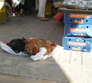 Hühner vor der Markthalle