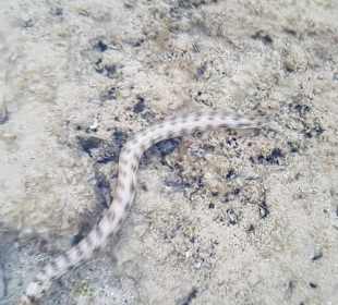 Schnorcheln Marsa Alam