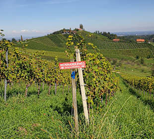 Wandern Weinberge Glanz