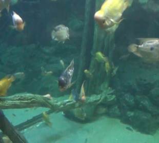 Palma Aquarium