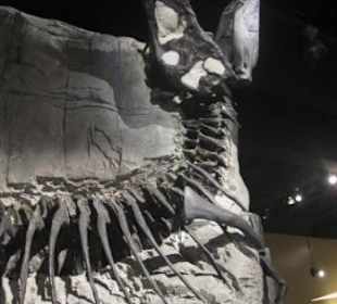 Die Black Beauty, ein kleiner Tyrannosaurus Rex