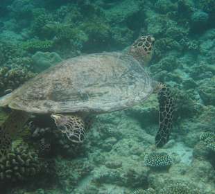 Schildkröte (gesichtet beim Schnorcheln)