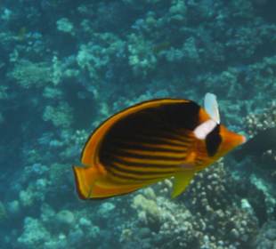 Fische im Roten Meer