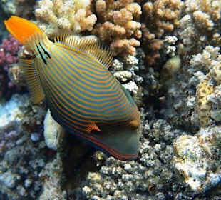 Ein Orangestreifen-Drücker.