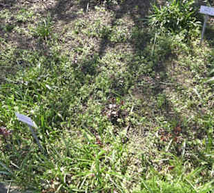 Rosengarten Zweibrücken