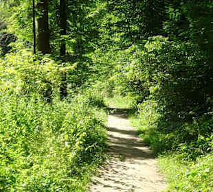 Wanderung durch die Kleine Luxemburger Schweiz