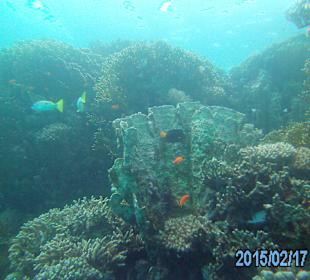 Tauchausflug Marsa Assalaia