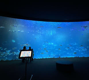 Riesiges Aquarium 