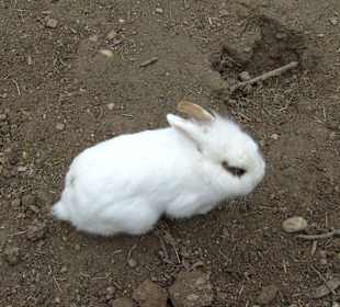 Tierpark Vogelhäusel Rauenberg
