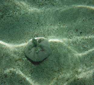 Keine Ahnung aber es lebt rechts von der Marina