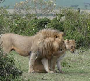 Safari in der Masai Mara