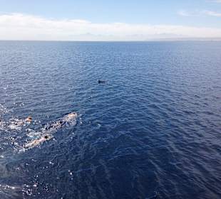 Delfintour