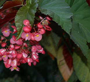 Blüten-Impressionen Palmenhaus