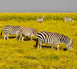 Maasai Zebras