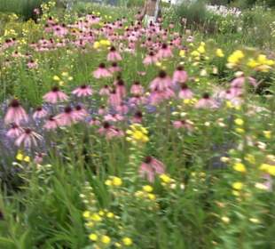 ALB-GOLD Naturgarten