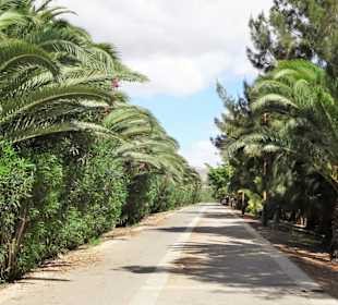 Auf der Promenade des Palmenhaines