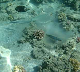 Am Hausriff direkt vor dem Hotel