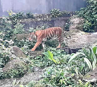 Singapur Zoo