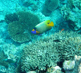 Blaukopf-Kaiserfisch