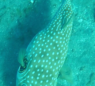 Schnorcheln Abu Dabbab