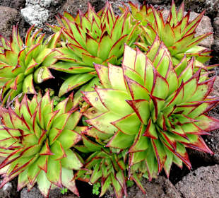 Das Sukkulentenhaus im Botanischen Garten