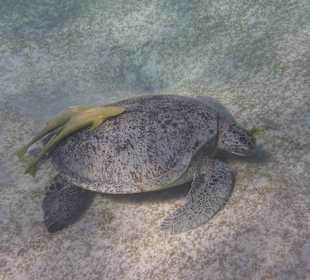 Riesenschildkröte - Bucht Marsa Mubarak