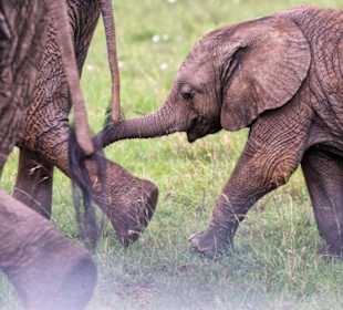 Rekero Camp - Elefanten auf Pirschfahrt