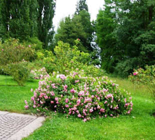 Am Weg entlang Sträucher