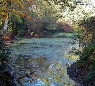 Herbstspaziergang durch den Schlosspark Lütetsburg