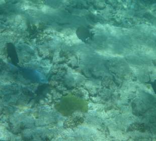 Unterwasserwelt Playa Fronton