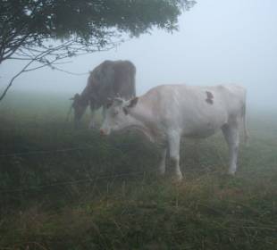 Kühe hoch droben im Nebel