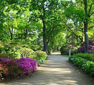 Hauptblüte im Rhododendronpark Bremen