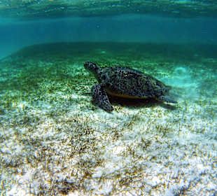 Schnorcheln Marsa Alam