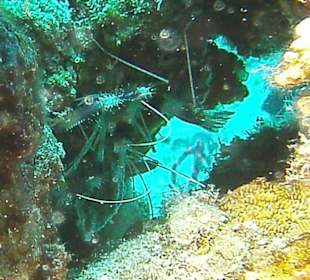 Tauchen bei der DiveConnection über Oototo gebucht