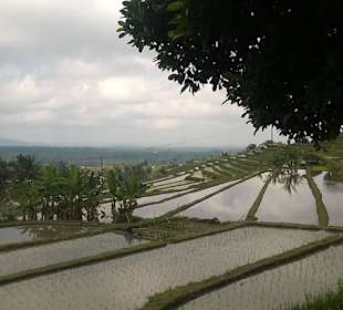 Jatiluwih Reisterrasse